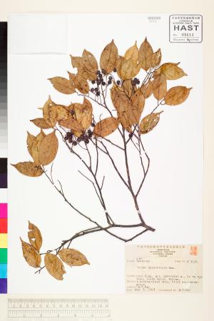 <a href="https://brmas.openmuseum.tw/muse/digi_object/ae80e5d43f386f32bd1e3118616077fb" target="_blank">黑星櫻(墨點櫻桃)／中央研究院生物多樣性研究博物館植物標本館 (HAST)</a>