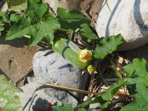 <a href="https://taieol.tw/muse/digi_object/18e505984c625104bff2b8f132f7aa19" target="_blank">絲瓜／By：leaf0605／iNaturalist</a>
