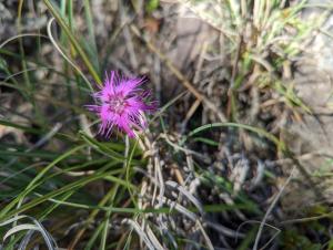 <a href="https://taieol.tw/muse/digi_object/982ea5a2af3efdbcc76874142fabbebf" target="_blank">玉山石竹／By：lecanorchis／iNaturalist</a>