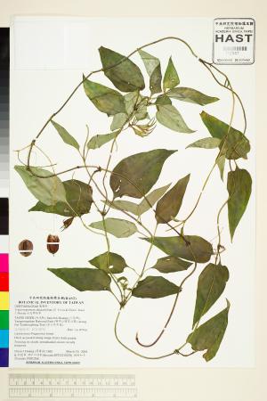 <a href="https://brmas.openmuseum.tw/muse/digi_object/ae9f41f4e472e692014456e9741eeb4f" target="_blank">台北肺形草／中央研究院生物多樣性研究博物館植物標本館 (HAST)</a>