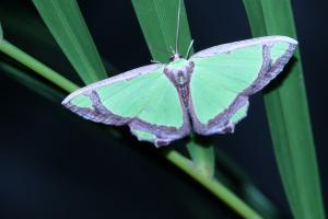 <a href="https://taieol.tw/muse/digi_object/de93c929d22b760cf78dd6eb146df75a" target="_blank">Y紋豔青尺蛾／By：shaurong／iNaturalist</a>