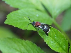 <a href="https://taieol.tw/muse/digi_object/c5d32788140e560d0243cb21bcb495d9" target="_blank">Orientilla desponsa／By：doggy0406／iNaturalist</a>