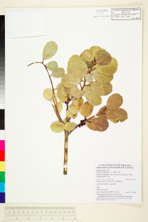 <a href="https://brmas.openmuseum.tw/muse/digi_object/aec03ffd2210b3f49c884084d447b489" target="_blank">榕樹(正榕)／中央研究院生物多樣性研究博物館植物標本館 (HAST)</a>