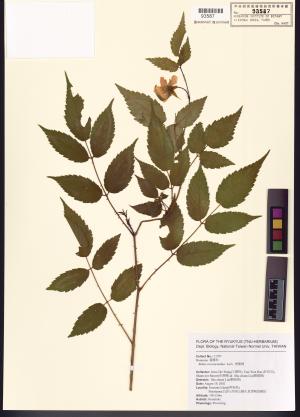 <a href="https://brmas.openmuseum.tw/muse/digi_object/aeda956efe8cd77f1e1bee15d8ad6cf0" target="_blank">虎婆刺／中央研究院生物多樣性研究博物館植物標本館 (HAST)</a>