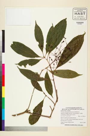 <a href="https://brmas.openmuseum.tw/muse/digi_object/aee59cda23588dbd18ccefd430a181e1" target="_blank">紫珠葉泡花／中央研究院生物多樣性研究博物館植物標本館 (HAST)</a>