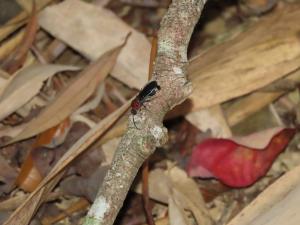 <a href="https://taieol.tw/muse/digi_object/5e19d473ec77387710d776837e5e8df3" target="_blank">Orientilla desponsa／By：stevenson1002／iNaturalist</a>