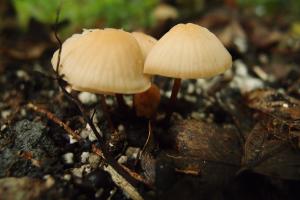 Marasmius cohaerens(紅絨小皮傘)