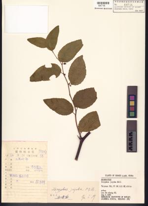 <a href="https://brmas.openmuseum.tw/muse/digi_object/af10fad433173727ce9cb4cebca05623" target="_blank">滇刺棗／中央研究院生物多樣性研究博物館植物標本館 (HAST)</a>