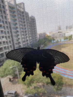 <a href="https://taieol.tw/muse/digi_object/f932c9cb141869f2979702cb3cc68eb5" target="_blank">翠鳳蝶／By：yvonne1124／iNaturalist</a>