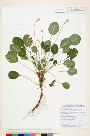 <a href="https://brmas.openmuseum.tw/muse/digi_object/af21a84de003b1d701d40f17ade7b5b4" target="_blank">倒卵葉裂緣花／中央研究院生物多樣性研究博物館植物標本館 (HAST)</a>