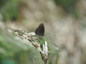 <a href="https://taieol.tw/muse/digi_object/04fd06bec14159832da94ba15d75428a" target="_blank">眉眼蝶／By：doggy0406／iNaturalist</a>