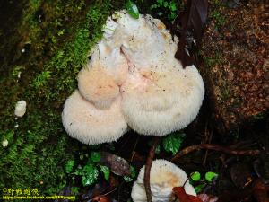 <a href="https://taieol.tw/muse/digi_object/c33135888a3d926d2f59351a09131c4c" target="_blank">Hericium erinaceus／By：kinmatsu／iNaturalist</a>