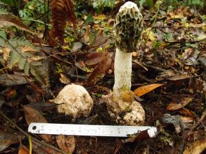 Phallus impudicus(白鬼筆)