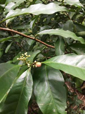 <a href="https://taieol.tw/muse/digi_object/88323a99c4896719551d5ee56ef7cc03" target="_blank">山桔／By：claireljd／iNaturalist</a>