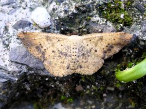 <a href="https://taieol.tw/muse/digi_object/bf353b4fa1b58882135b4a9f39008355" target="_blank">褐緣黃尺蛾／By：Hsiengan Huang／臺灣物種名錄(TaiCOL)</a>