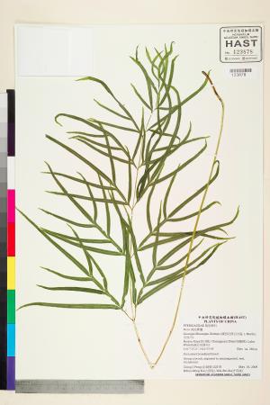 <a href="https://brmas.openmuseum.tw/muse/digi_object/af8ae96393f097dad48376d4aa6141c1" target="_blank">鳳尾蕨屬／中央研究院生物多樣性研究博物館植物標本館 (HAST)</a>