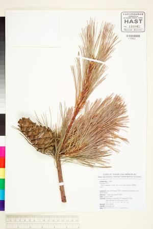 <a href="https://brmas.openmuseum.tw/muse/digi_object/af95ea53852bede3eae36811075613d3" target="_blank">台灣華山松／中央研究院生物多樣性研究博物館植物標本館 (HAST)</a>