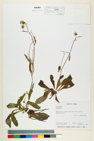 <a href="https://brmas.openmuseum.tw/muse/digi_object/af9feb3aad23ab8be7f1478d618a02c5" target="_blank">玉山毛蓮菜／中央研究院生物多樣性研究博物館植物標本館 (HAST)</a>