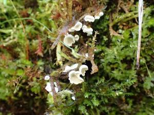 Rimbachia bryophila(苔蘚圓拱菌)