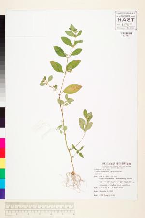 <a href="https://brmas.openmuseum.tw/muse/digi_object/afbe69a6d586c1353189968f5671ed36" target="_blank">克非亞草／中央研究院生物多樣性研究博物館植物標本館 (HAST)</a>