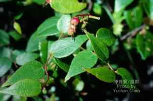<a href="https://taieol.tw/muse/digi_object/520243a10107f0e473d63621bad883a0" target="_blank">白珠樹／By：陳育賢／臺灣物種名錄(TaiCOL)</a>