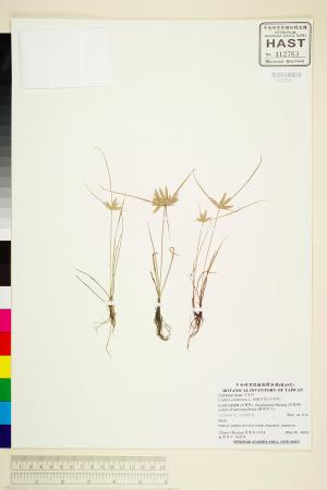 <a href="https://brmas.openmuseum.tw/muse/digi_object/afd4ec9b1210bd2b7ebdec6819442608" target="_blank">扁穗莎草(莎田草)／中央研究院生物多樣性研究博物館植物標本館 (HAST)</a>