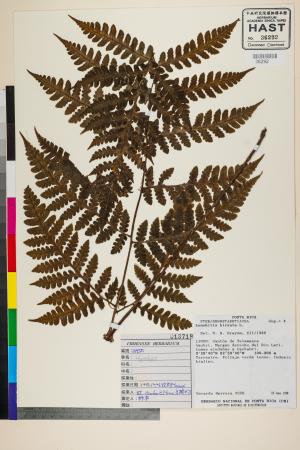 <a href="https://brmas.openmuseum.tw/muse/digi_object/afe178f9c8e070c3c779ed1c2e84cd70" target="_blank">姬蕨屬／中央研究院生物多樣性研究博物館植物標本館 (HAST)</a>