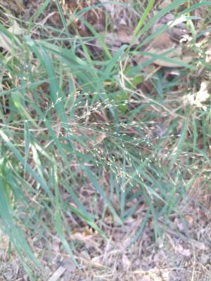 <a href="https://taieol.tw/muse/digi_object/e69d7cde4367ece35002715a79443e00" target="_blank">舖地黍／By：maoneow／iNaturalist</a>