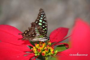 <a href="https://taieol.tw/muse/digi_object/416ca1803ad3a3478476cfec29c74dc3" target="_blank">翠斑青鳳蝶／By：台灣蝴蝶保育學會／台灣蝴蝶保育學會</a>