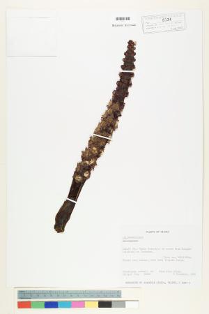 <a href="https://brmas.openmuseum.tw/muse/digi_object/b0055aadb9c36604a927c340b8e561bf" target="_blank">蛇菰屬／中央研究院生物多樣性研究博物館植物標本館 (HAST)</a>