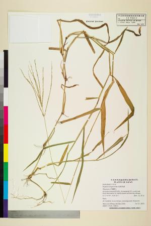 <a href="https://brmas.openmuseum.tw/muse/digi_object/b005cadb9f66d90c752a0b74501296ae" target="_blank">短穎馬唐／中央研究院生物多樣性研究博物館植物標本館 (HAST)</a>