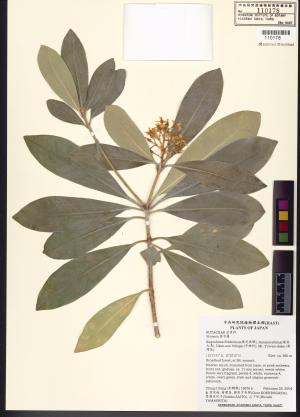 <a href="https://brmas.openmuseum.tw/muse/digi_object/b0194ec604c1dcac45b8d96621992a2b" target="_blank">茵芋屬／中央研究院生物多樣性研究博物館植物標本館 (HAST)</a>