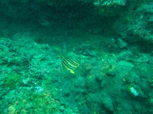 <a href="https://taieol.tw/muse/digi_object/66c518d42230cb085aae24f72e363729" target="_blank">八帶蝴蝶魚／By：chih-wei_jack_chang／iNaturalist</a>
