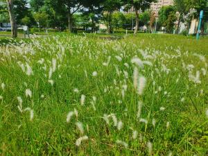 <a href="https://taieol.tw/muse/digi_object/1d652d5e0871aab01e42e9d00d3e9002" target="_blank">白茅／By：mlb2005ts／iNaturalist</a>