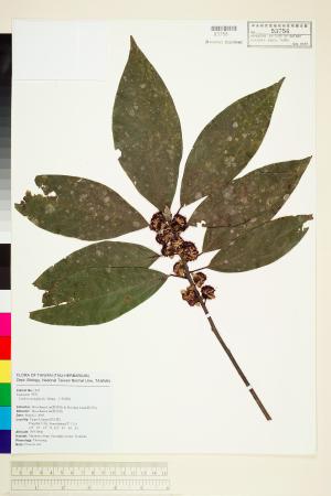 <a href="https://brmas.openmuseum.tw/muse/digi_object/b03c2fba456d8c1c90e6d16e316cce9c" target="_blank">大香葉樹／中央研究院生物多樣性研究博物館植物標本館 (HAST)</a>