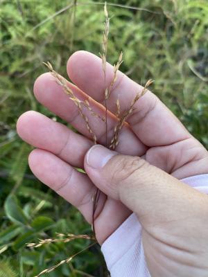 <a href="https://taieol.tw/muse/digi_object/9c982336a510b96827b7f42d5ffb8e97" target="_blank">刺芒野古草／By：young-young／iNaturalist</a>