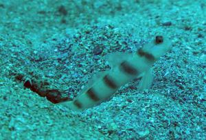 <a href="https://fishdb.sinica.edu.tw/muse/digi_object/77f54f4f49d5176332713c028f10de21" target="_blank">Amblyeleotris japonica@fishdb-media-9694／蔡正一</a>