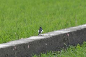 <a href="https://taieol.tw/muse/digi_object/1422ad93b2626106266b4cf73cd2f565" target="_blank">白鶺鴒／By：chih-wei_jack_chang／iNaturalist</a>