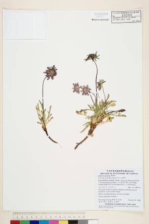 <a href="https://brmas.openmuseum.tw/muse/digi_object/b085c67f92eebe9ea23505fb904ae379" target="_blank">玉山山蘿蔔／中央研究院生物多樣性研究博物館植物標本館 (HAST)</a>