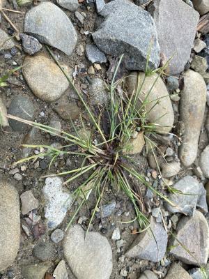 <a href="https://taieol.tw/muse/digi_object/23628429309fbba162abd577d7297792" target="_blank">沙田草／By：symlpocos／iNaturalist</a>