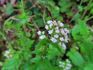 <a href="https://taieol.tw/muse/digi_object/b9a0e54a3e42a5f5277e524035bedc21" target="_blank">嫩莖纈草／By：naturalist14740／iNaturalist</a>