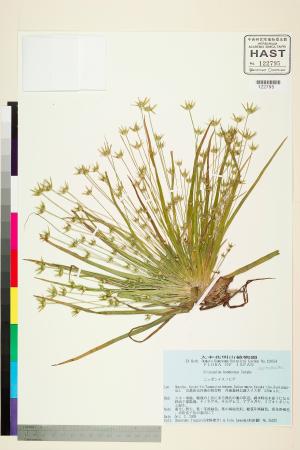 <a href="https://brmas.openmuseum.tw/muse/digi_object/b0cb24d45c9bae5e406d5ef6d0b76827" target="_blank">穀精草屬／中央研究院生物多樣性研究博物館植物標本館 (HAST)</a>