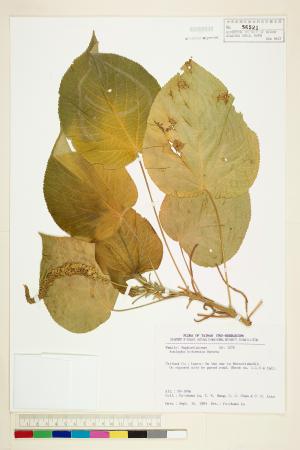 <a href="https://brmas.openmuseum.tw/muse/digi_object/b0d363b9ce07587aa55c5b343e8b6c76" target="_blank">蘭嶼鐵莧／中央研究院生物多樣性研究博物館植物標本館 (HAST)</a>