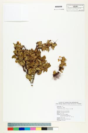 <a href="https://brmas.openmuseum.tw/muse/digi_object/b0e110626f147f1721165e0cd05b8766" target="_blank">玉山小檗／中央研究院生物多樣性研究博物館植物標本館 (HAST)</a>