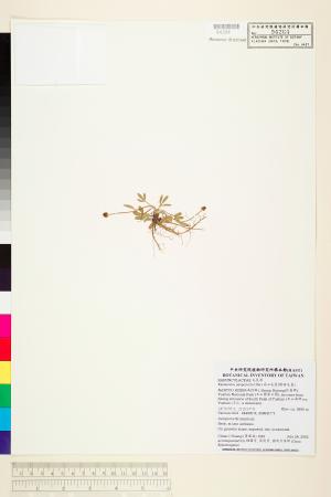 <a href="https://brmas.openmuseum.tw/muse/digi_object/b0e4de7192b3a06e399d4f53199c30ed" target="_blank">高山毛莨(檜林毛莨)／中央研究院生物多樣性研究博物館植物標本館 (HAST)</a>