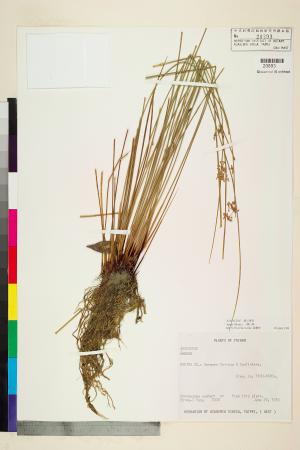 <a href="https://brmas.openmuseum.tw/muse/digi_object/b0e7b3ee43368d9f56182bc39365a113" target="_blank">燈心草／中央研究院生物多樣性研究博物館植物標本館 (HAST)</a>