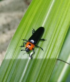 <a href="https://taieol.tw/muse/digi_object/6e9f1aec7859f8500833bd587a89c849" target="_blank">Tetraphala collaris／By：chengshou／iNaturalist</a>