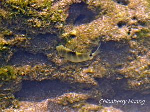 <a href="https://taieol.tw/muse/digi_object/b4c500b59f765a4662973acb478058fa" target="_blank">梭地豆娘魚／By：chinaberryhuang／iNaturalist</a>