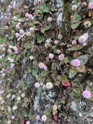 <a href="https://taieol.tw/muse/digi_object/16abd84d34998547ae3ef473807bce20" target="_blank">頭花蓼／By：lyding／iNaturalist</a>