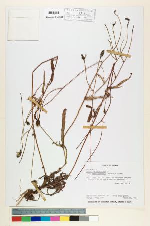 <a href="https://brmas.openmuseum.tw/muse/digi_object/b10e938f5f709f76a3c08ba15f76c750" target="_blank">玉山毛蓮菜／中央研究院生物多樣性研究博物館植物標本館 (HAST)</a>